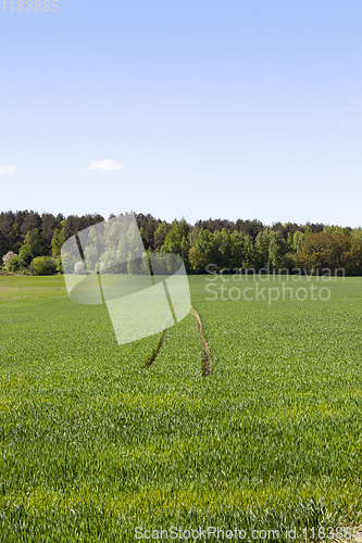 Image of wheat yields