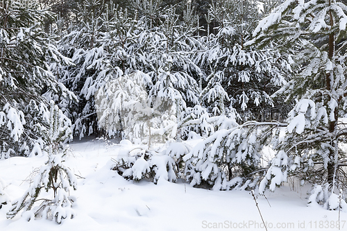 Image of Snow drifts in winter