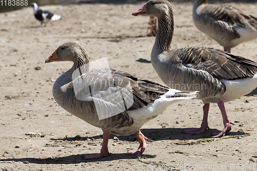 Image of going together geese