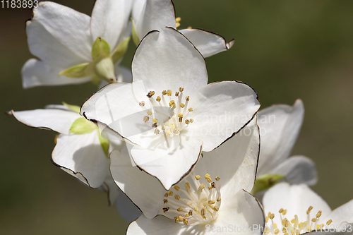 Image of beautiful and fragrant jasmine flowers