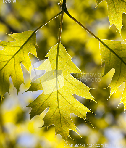 Image of oak leaves