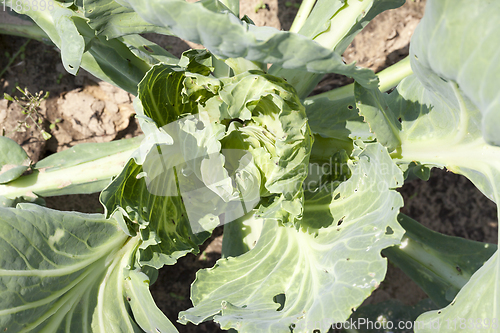 Image of green cabbage
