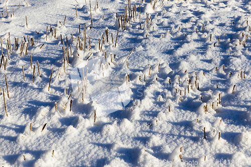 Image of Snow covered field