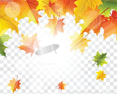 Image of Maple leaves on transparency grid