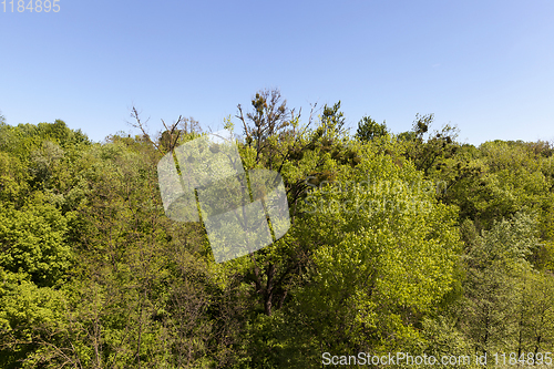 Image of mixed forest