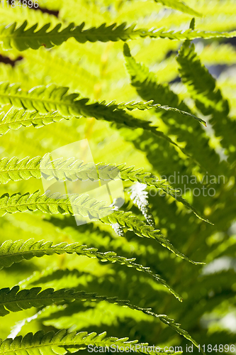 Image of young fern plant