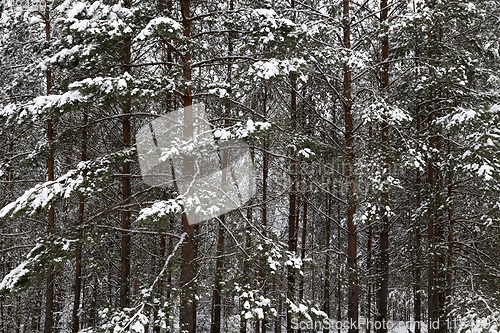 Image of Trees in the forest in winter