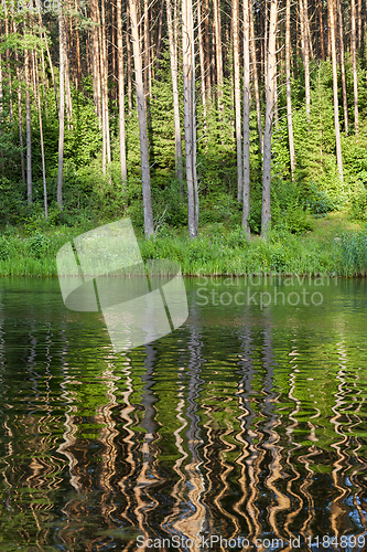 Image of reflection of coniferous trees