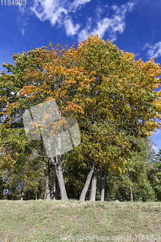 Image of Yellow maple foliage