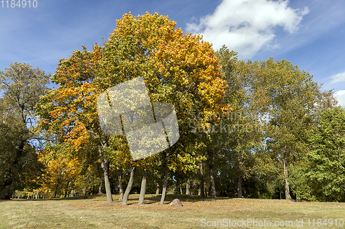 Image of Yellow maple foliage