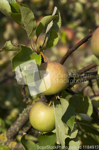 Image of green apples hanging on apple