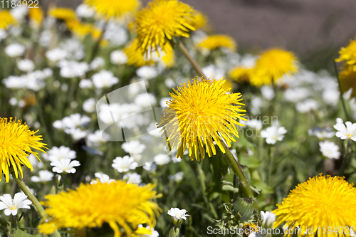 Image of yellow dandelions