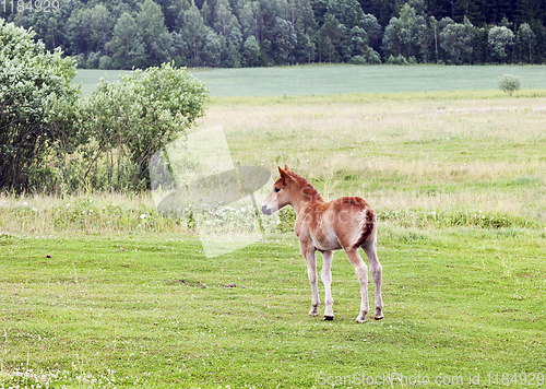 Image of one small foal