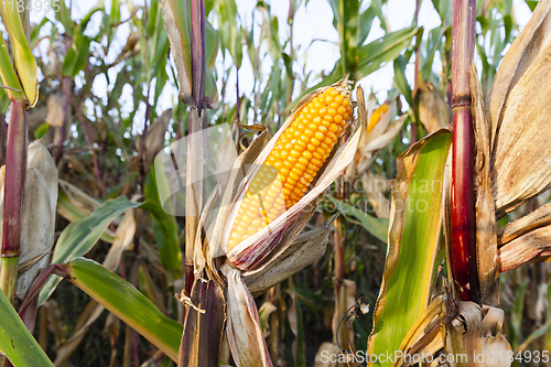 Image of yellowed ripe corn