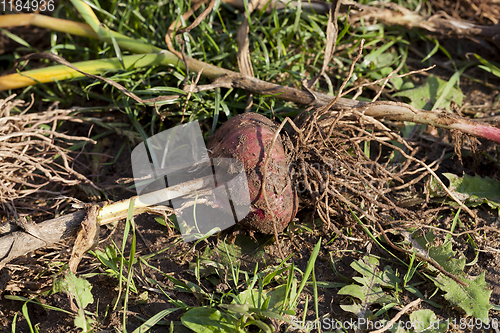 Image of ripe dug garlic