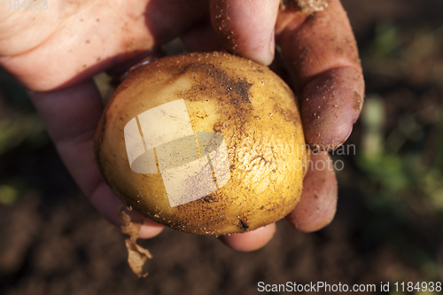 Image of one sweet starched potato