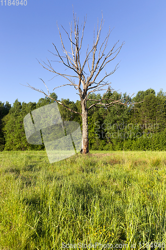 Image of dried lonely growing tree