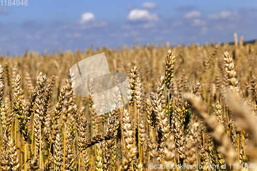 Image of wheat spikelets