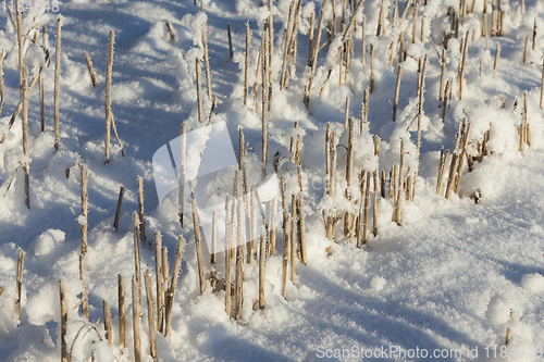 Image of agricultural field in winter