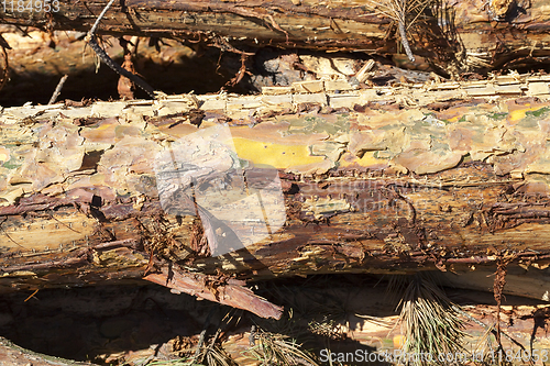 Image of bark of young pines