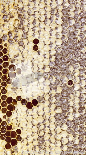 Image of closed honeycombs