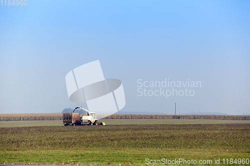 Image of Harvesting the corn field