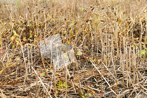 Image of yellow grass in autumn