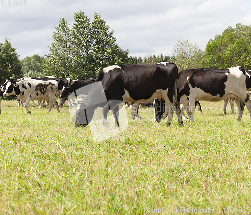 Image of pastures of a cow