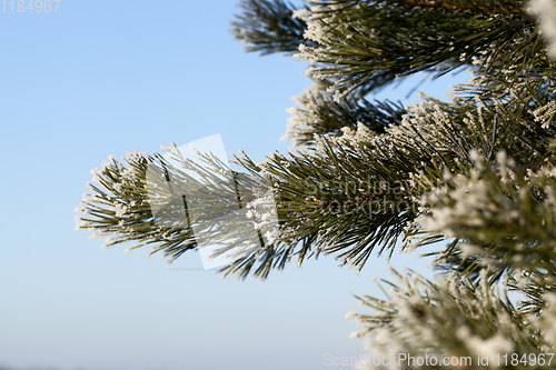 Image of reen needles of large pine