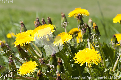 Image of yellow dandelions