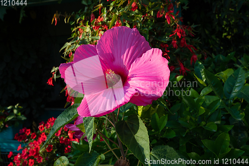 Image of beautiful Swamp Rose Mallow flower