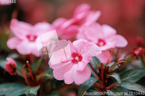 Image of Pink New Guinea Impatiens