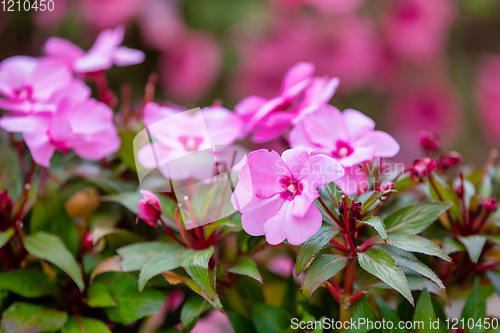 Image of Pink New Guinea Impatiens