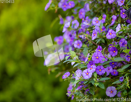 Image of blooming tree Blue Potato Bush