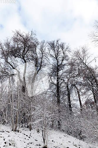 Image of trees covered with snow