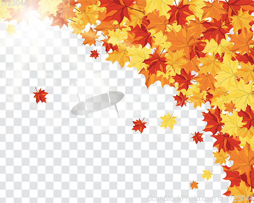 Image of Maple leaves on transparency grid