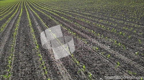 Image of Seedling corn in the season when it rains. Farmers have planted