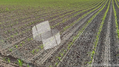 Image of Seedling corn in the season when it rains. Farmers have planted