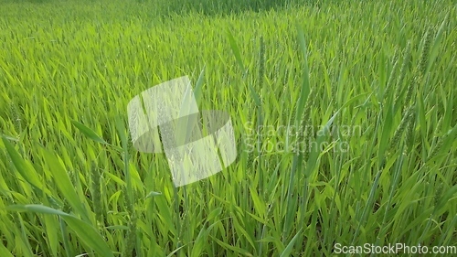 Image of Ripening ears of meadow wheat field. Rich harvest Concept. Slow motion Wheat field. Ears of green wheat close up. Beautiful Nature, Rural Scenery.