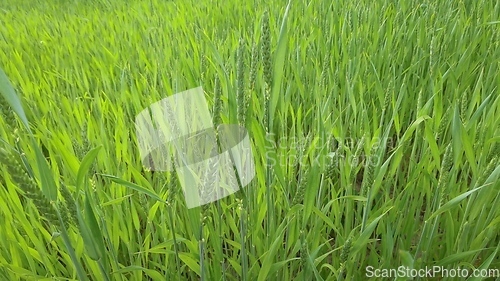 Image of Ripening ears of meadow wheat field. Rich harvest Concept. Slow motion Wheat field. Ears of green wheat close up. Beautiful Nature, Rural Scenery.