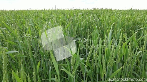 Image of Ripening ears of meadow wheat field. Rich harvest Concept. Slow motion Wheat field. Ears of green wheat close up. Beautiful Nature, Rural Scenery.