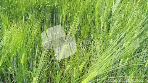 Image of green field of beautiful summer rye barley and wheat for green industry. barley spikelets sway in the wind.