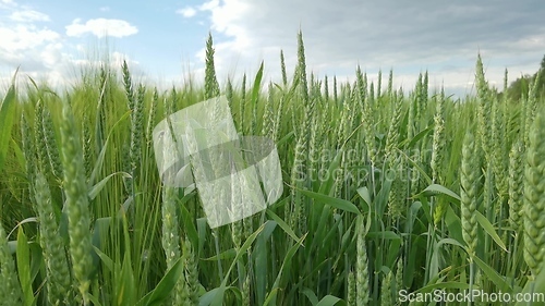 Image of Ripening ears of meadow wheat field. Rich harvest Concept. Slow motion Wheat field. Ears of green wheat close up. Beautiful Nature, Rural Scenery.