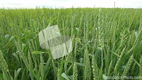 Image of Ripening ears of meadow wheat field. Rich harvest Concept. Slow motion Wheat field. Ears of green wheat close up. Beautiful Nature, Rural Scenery.