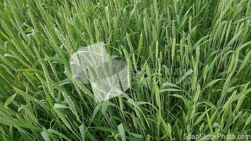 Image of Ripening ears of meadow wheat field. Rich harvest Concept. Slow motion Wheat field. Ears of green wheat close up. Beautiful Nature, Rural Scenery.