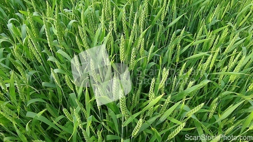 Image of Ripening ears of meadow wheat field. Rich harvest Concept. Slow motion Wheat field. Ears of green wheat close up. Beautiful Nature, Rural Scenery.