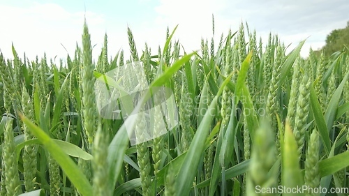 Image of Ripening ears of meadow wheat field. Rich harvest Concept. Slow motion Wheat field. Ears of green wheat close up. Beautiful Nature, Rural Scenery.