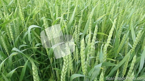 Image of Ripening ears of meadow wheat field. Rich harvest Concept. Slow motion Wheat field. Ears of green wheat close up. Beautiful Nature, Rural Scenery.