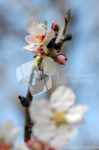 Image of almond tree bud and flower