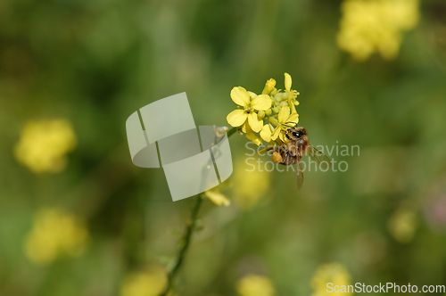 Image of bee on blooming flower